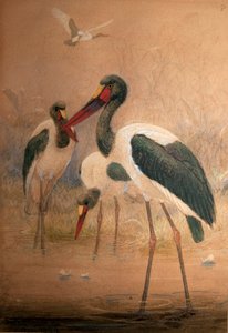 Bocian siodłowy (Xenorhynchus senegalensis), 1856-67